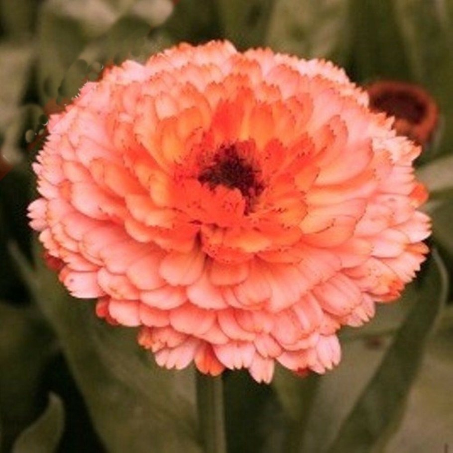 Календула "bon bon" (Apricot)