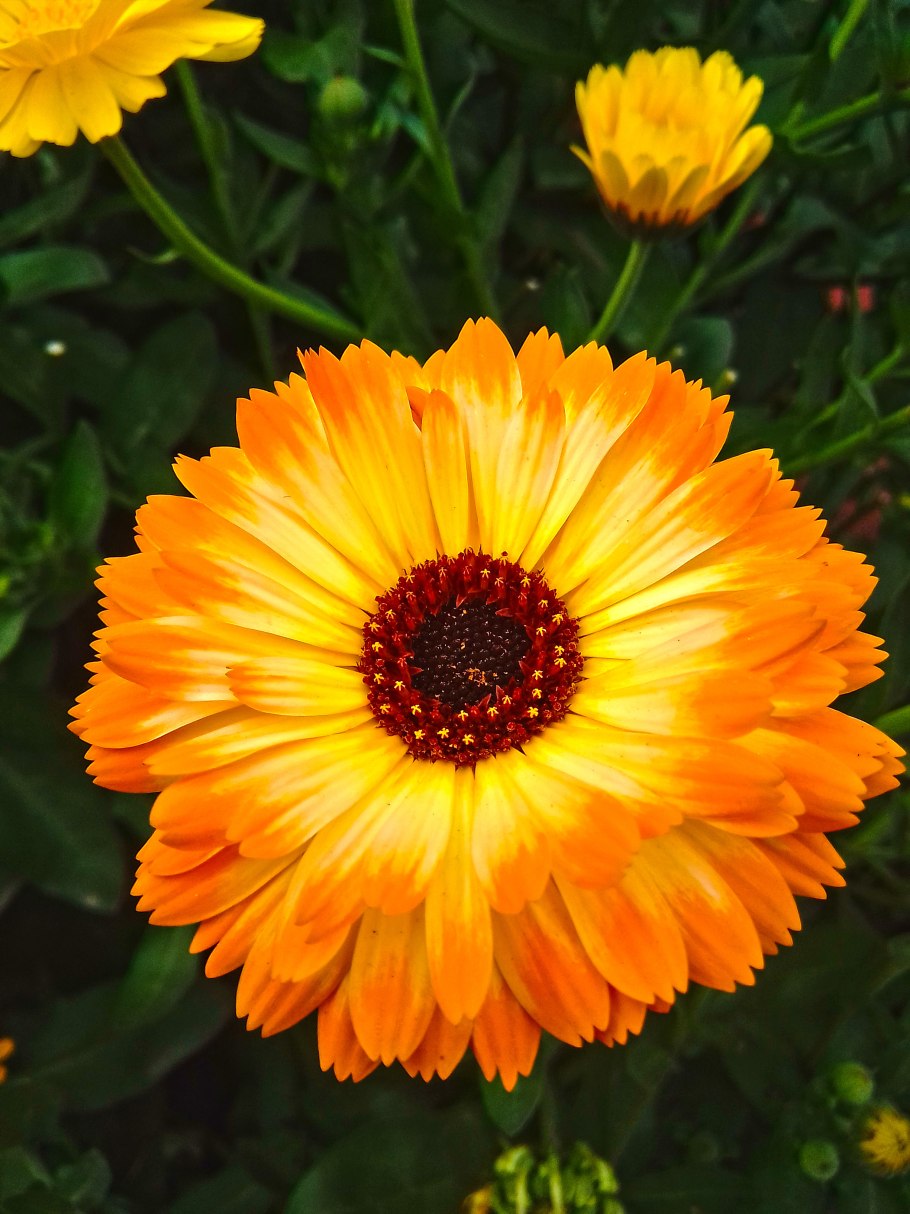 Календула Тамань