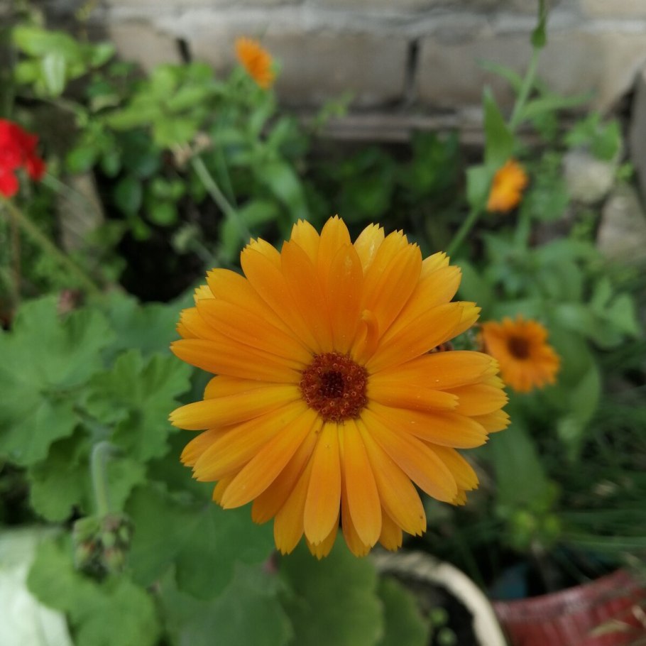 Календула Каблуна