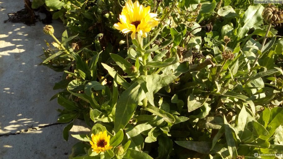 Календула Фиеста