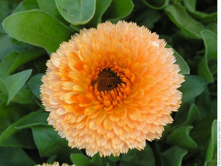 Ноготки лекарственные – Calendula officinalis l.