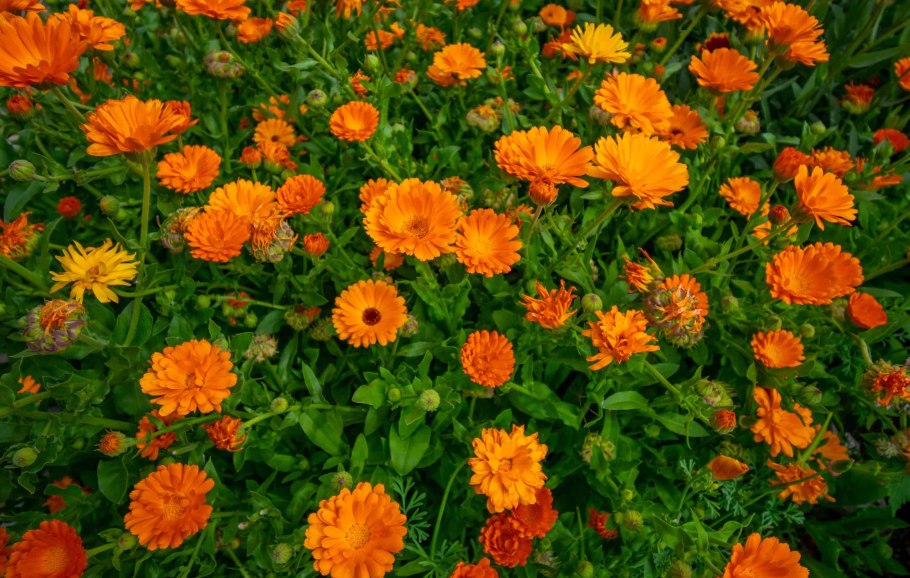 Календула п