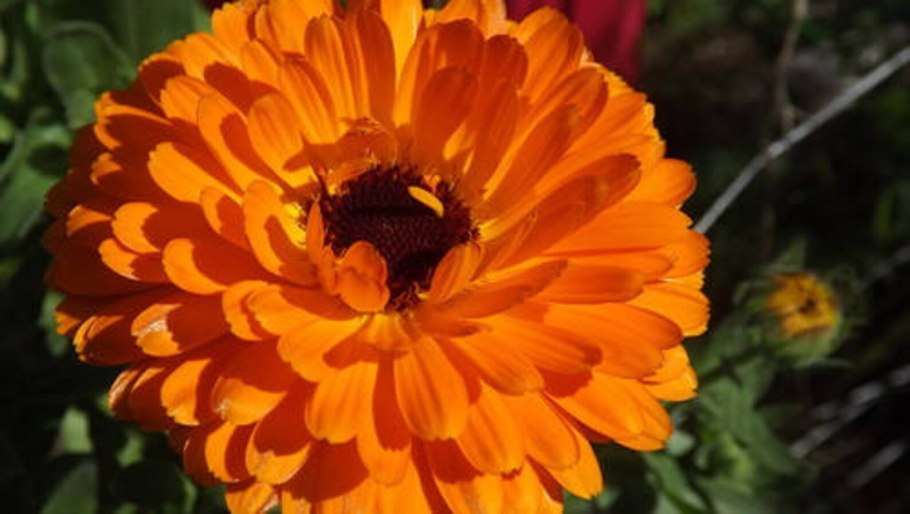 Календула Абрикосовая красавица