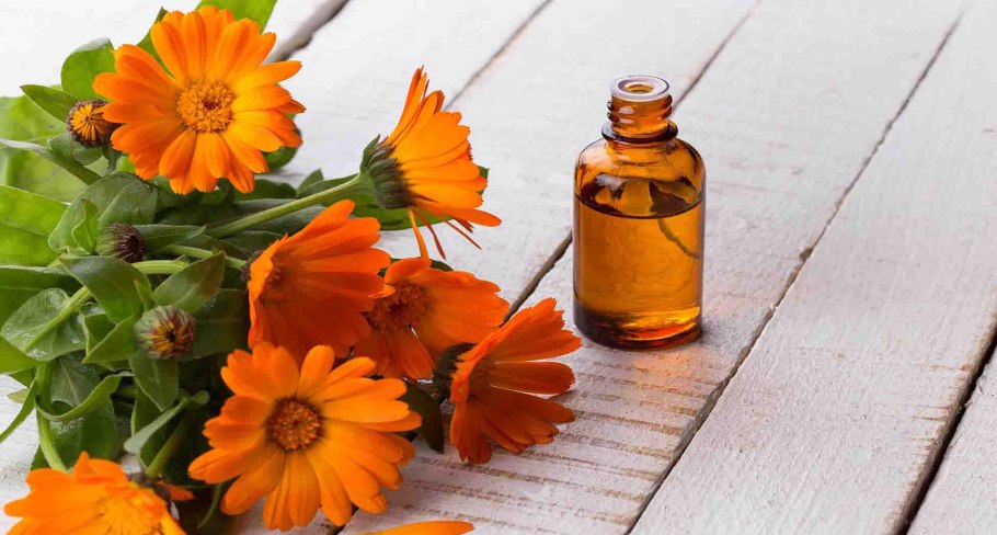 Календула неон