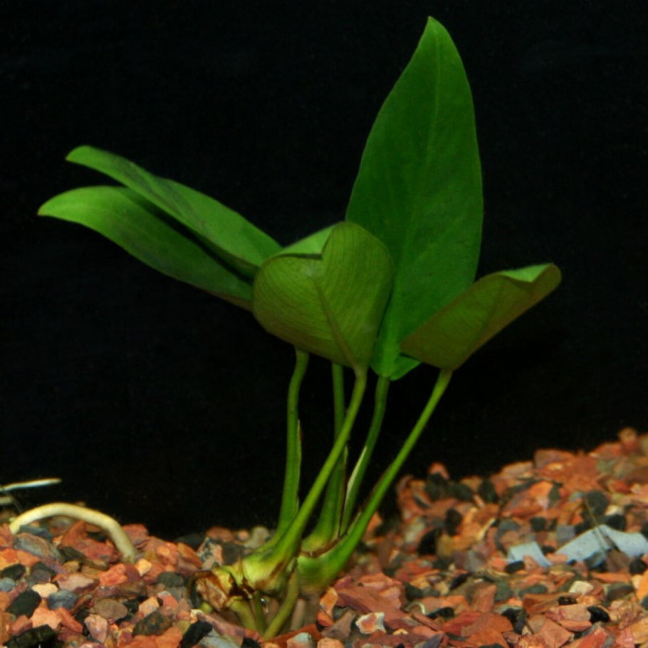 Анубиас гетерофила (Anubias heterophylla)