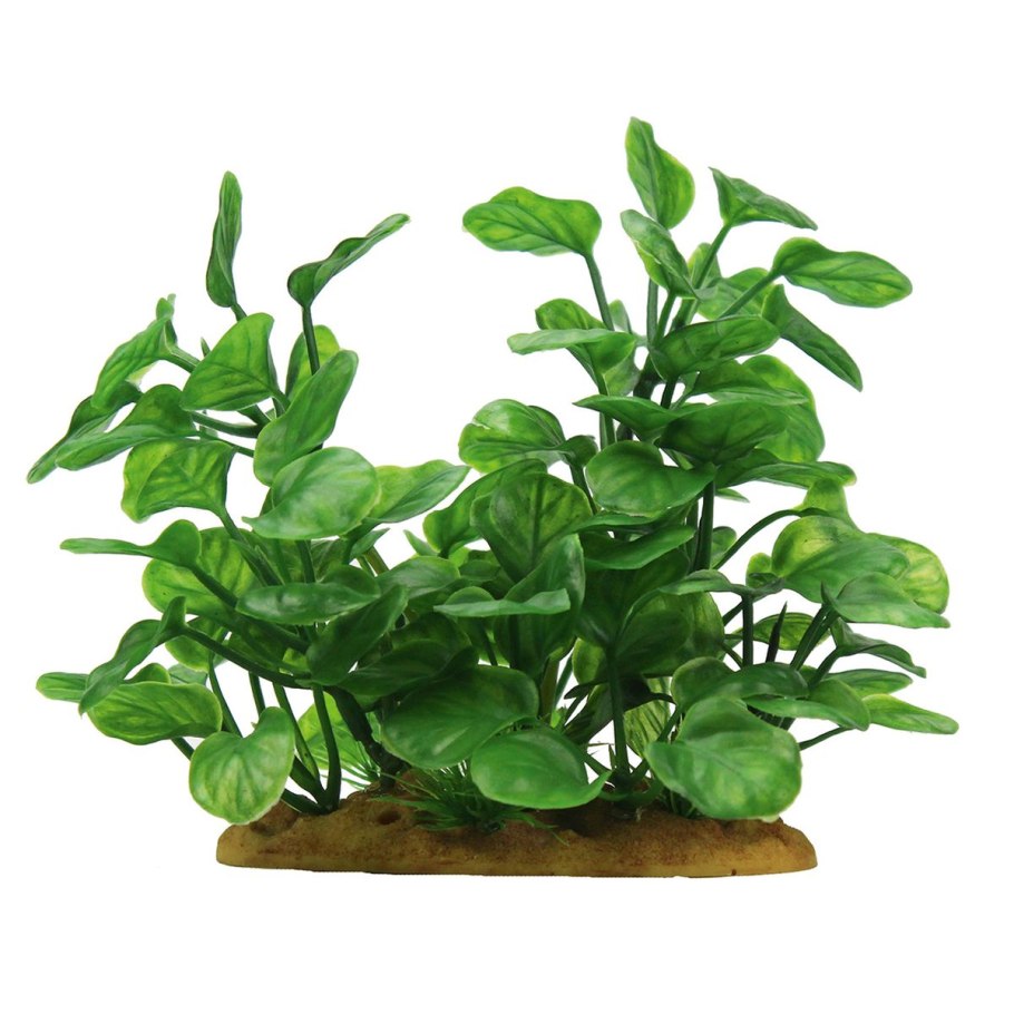 Anubias barteri "petite"/ анубиас бартера "Петит"
