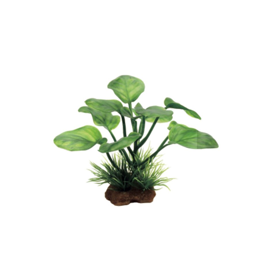 Анубиас Нана бонсай