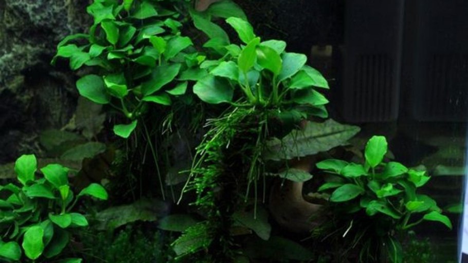 Анубиас Нана аквариумное растение
