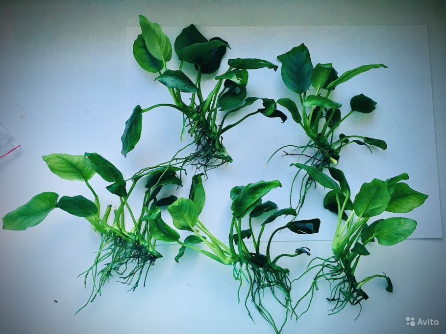 Анубиас аквариумное растение