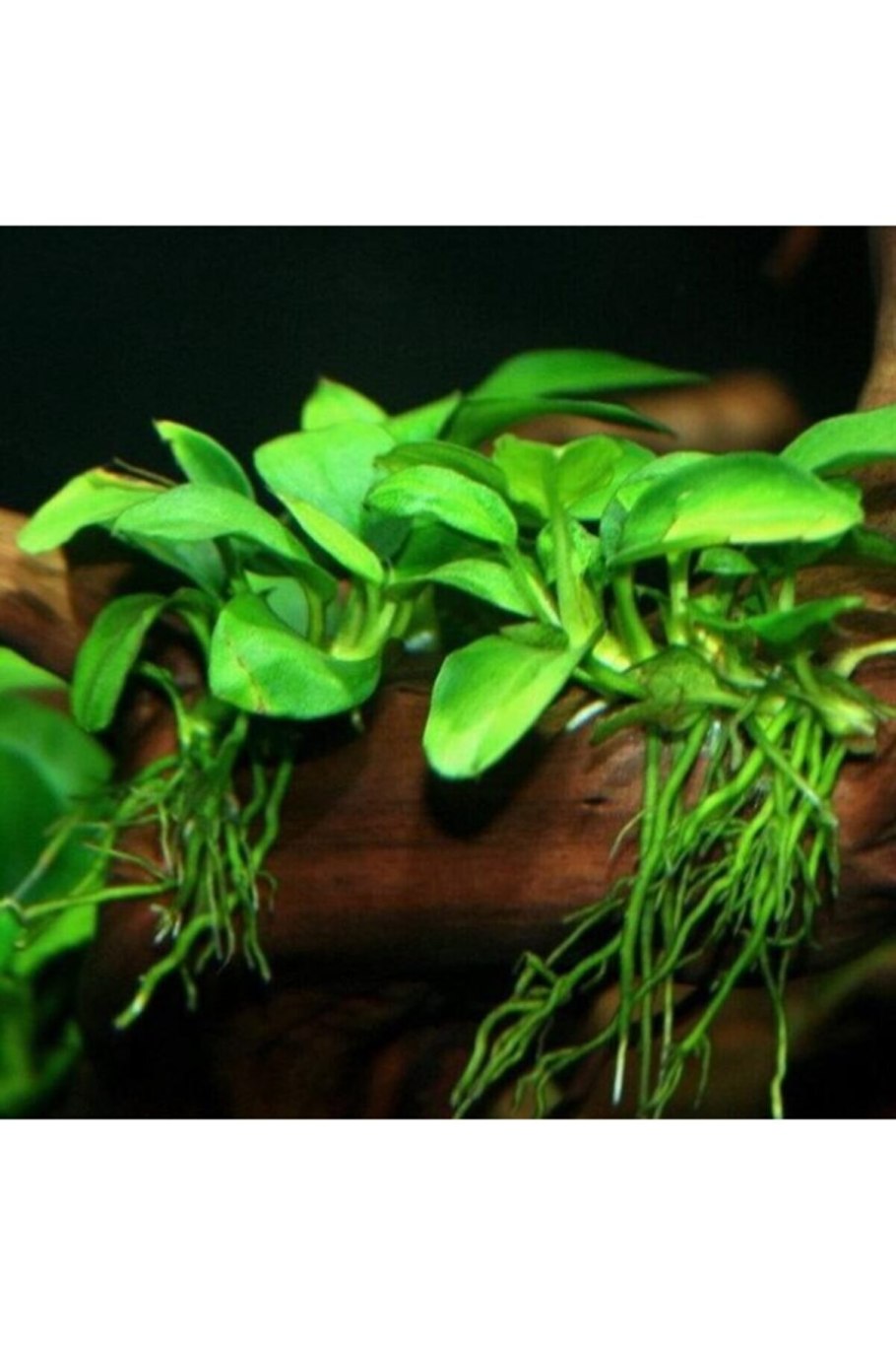 Анубиас бартери вар Нана