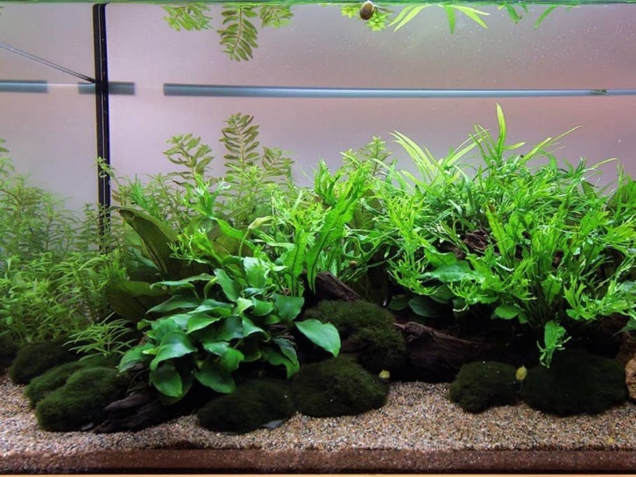 Анубиас мини аквариумное растение