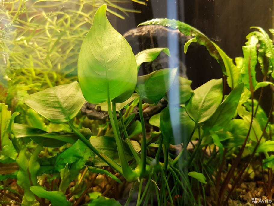 Анубиас ланцеолата, куст