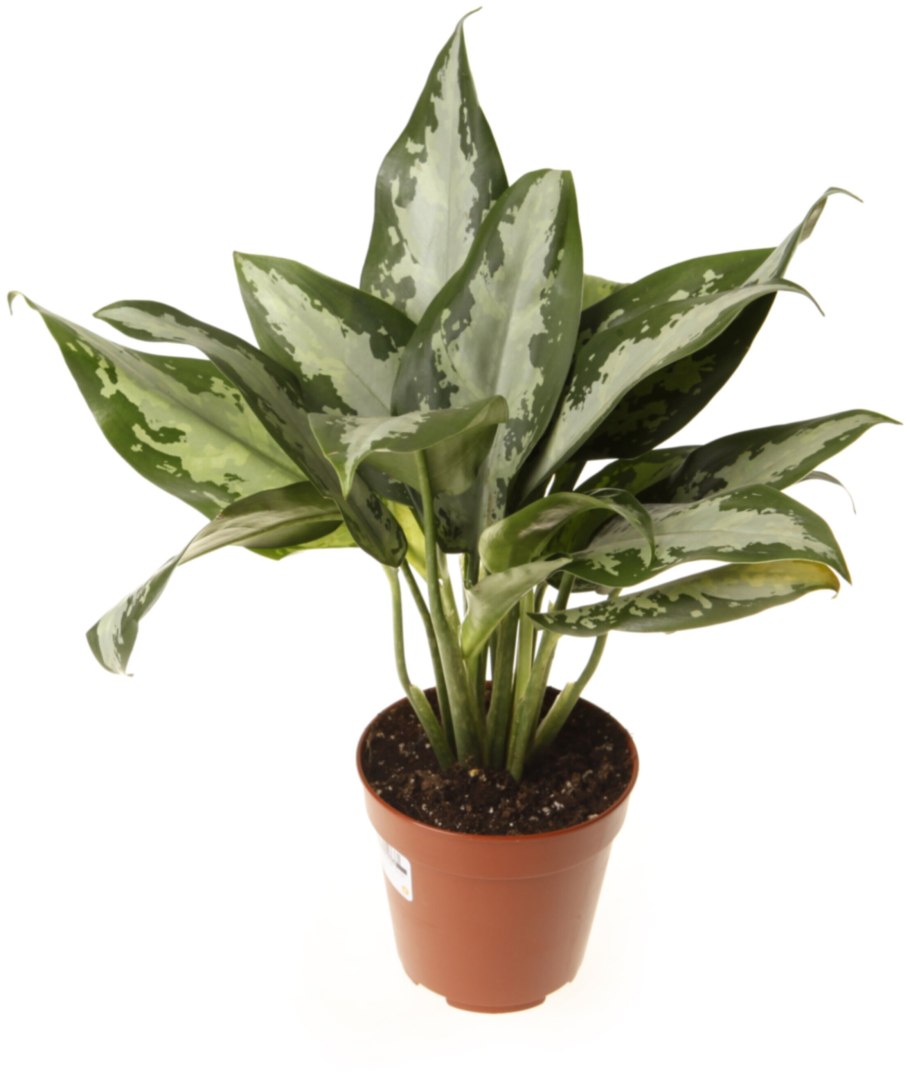 Аглаонема зеленая