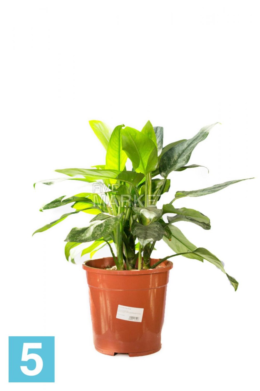 Аглаонема Бангкок Дрим