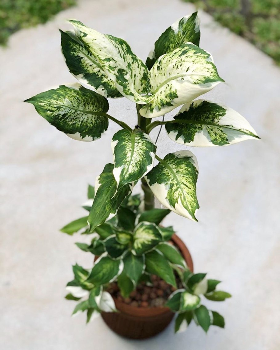 Аглаонема эмеральд грин