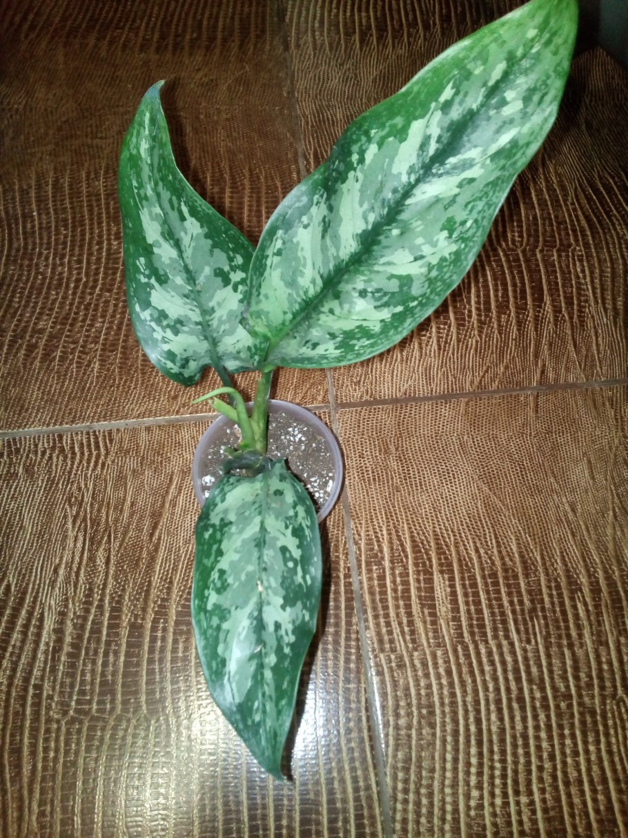 Аглаонема как выращивать