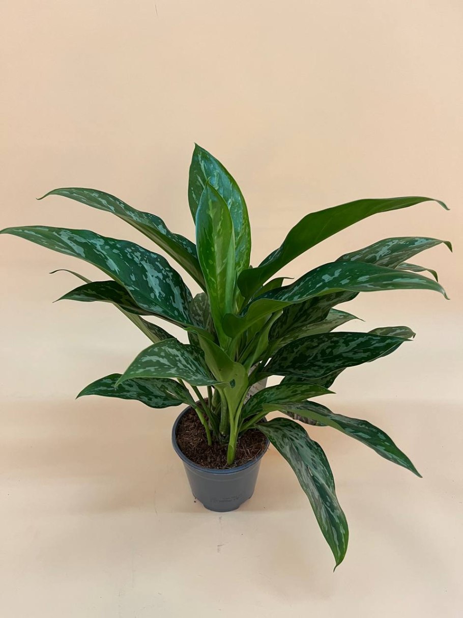 Аглаонема изменчивая