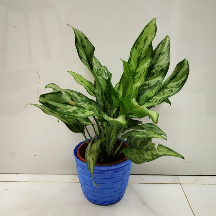 Аглаонема Green Lady