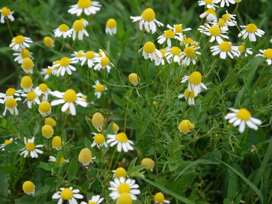 Ромашка аптечная (Matricaria Chamomilla)