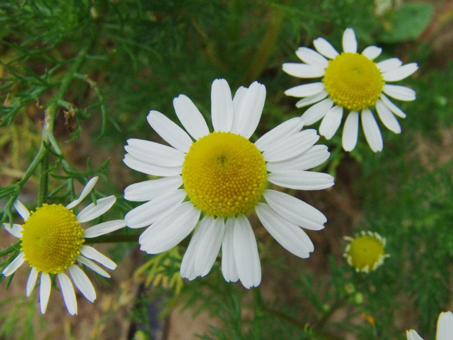 Матрикария Хамомилла