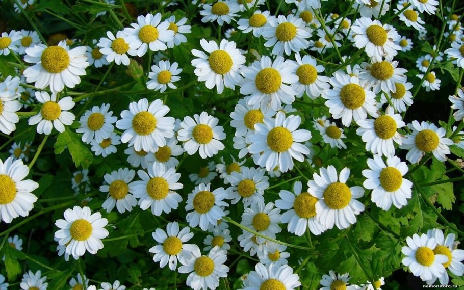 Matricaria Chamomilla Ромашка лекарственная