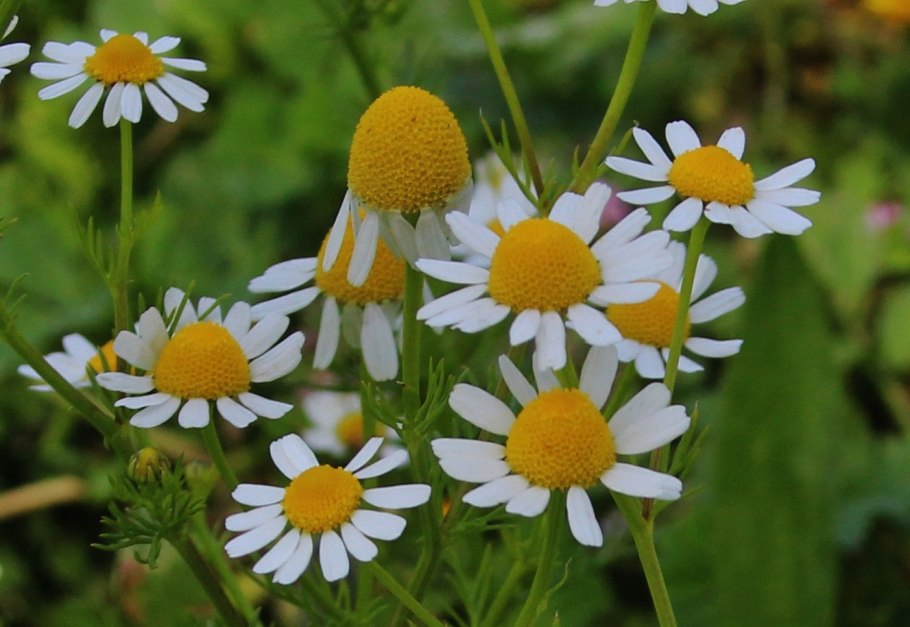 Трава "Ромашка медицинская"