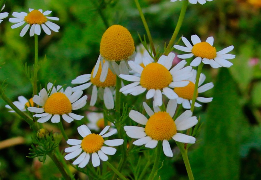 Chamomilla recutita