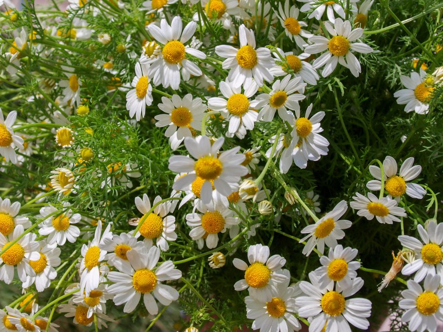 Ромашка аптечная