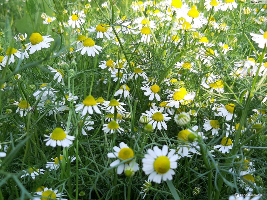 Ромашка аптечная – Chamomilla recutita