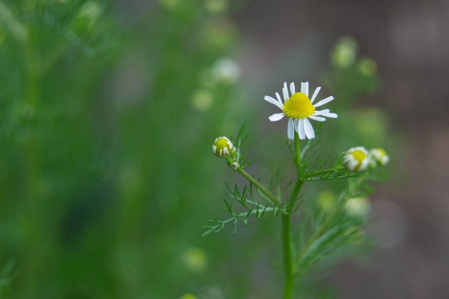 Ромашка лекарственная (Matricaria recutita)