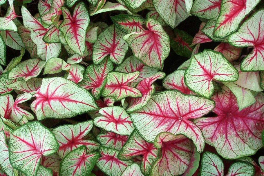 Caladium bicolor Fancy Leaf