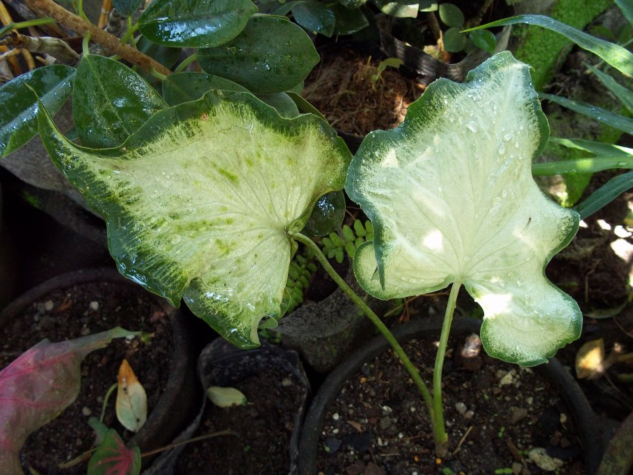 Каладиум зеленый зеленый