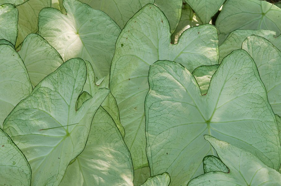 Каладиум Пепперминт