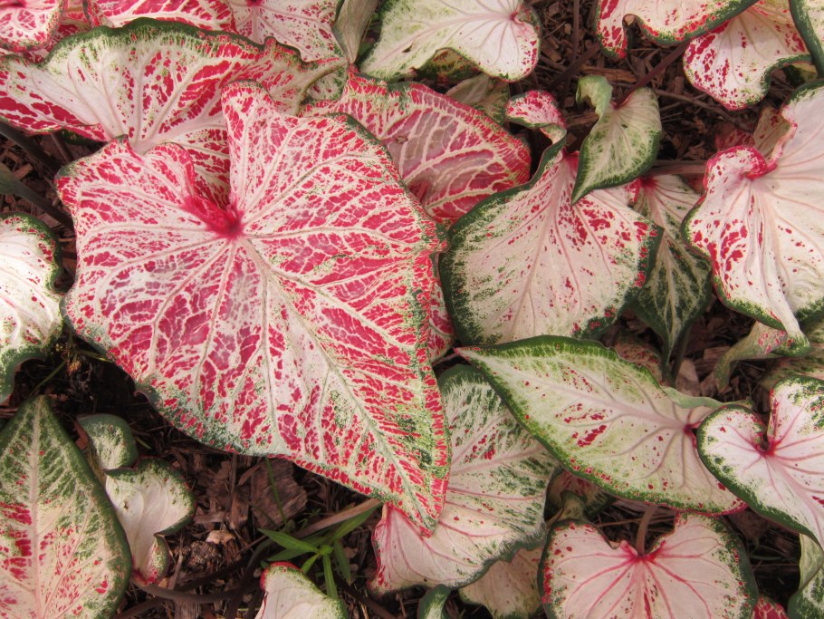 Каладиум bicolor