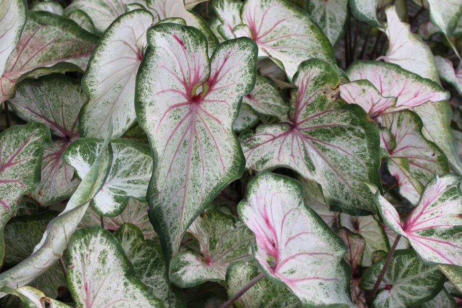 Каладиум Шомбурга