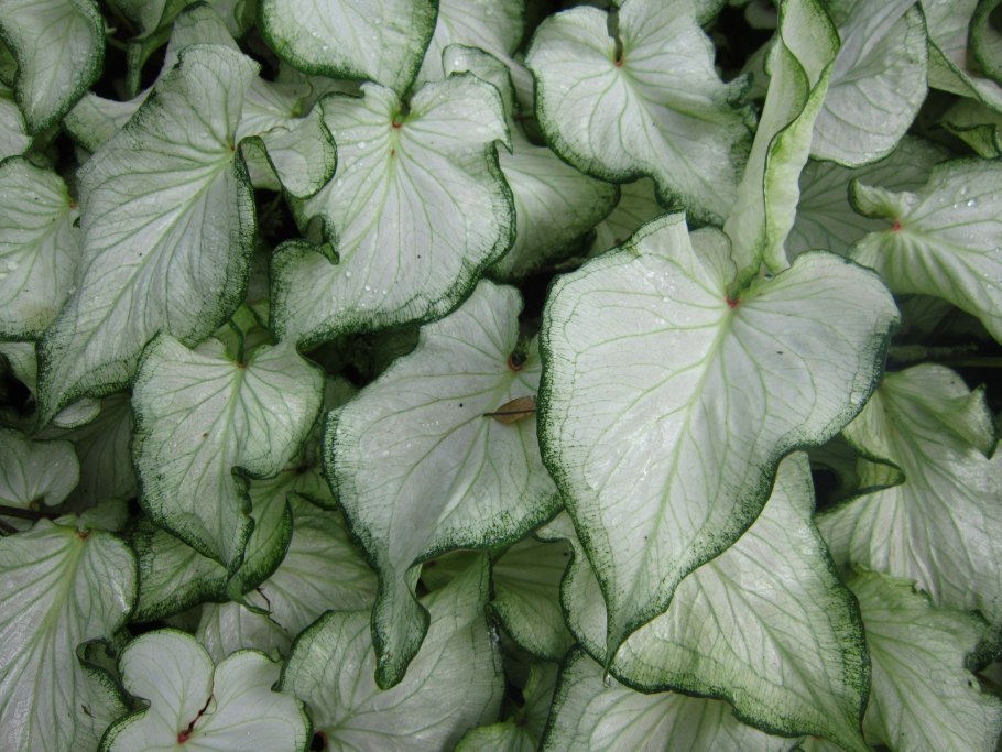 Каладиум Garden White