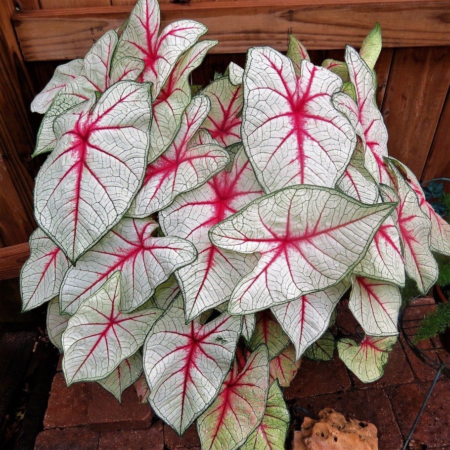 Каладиум Мунлайт