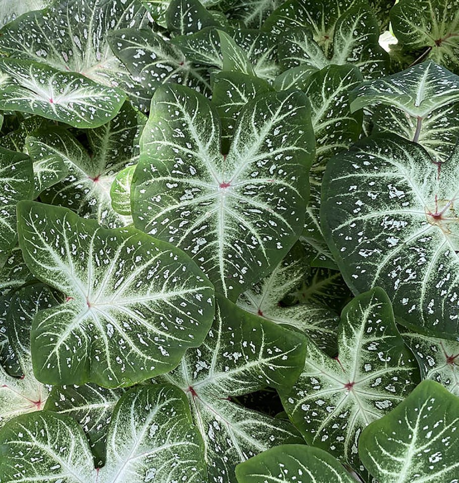 Каладиум Peppermint