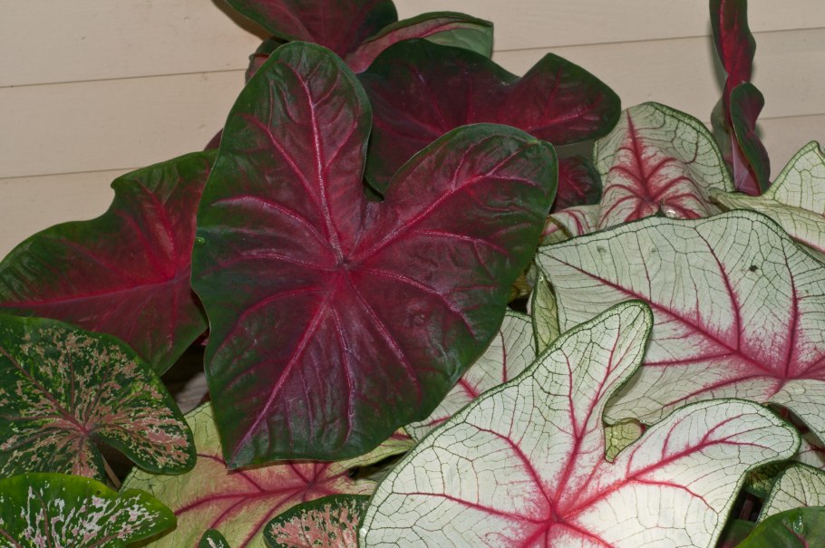 Каладиум Грин