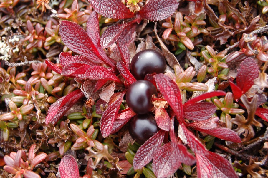 Морошка в тундре