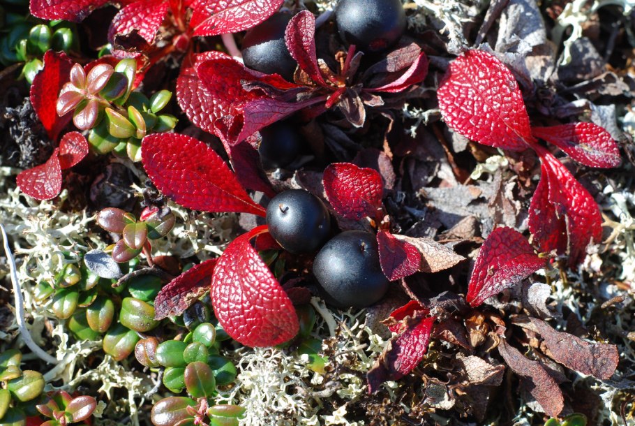 Красные ягоды Заполярья