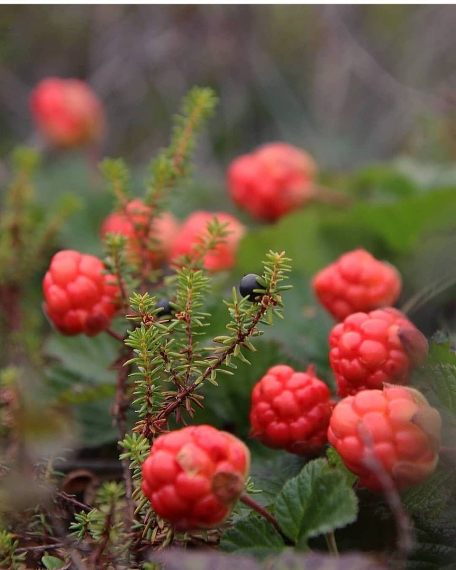 Морошка на Чукотке
