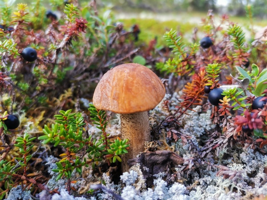 Грибы в тундре