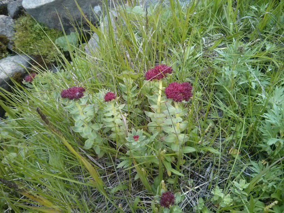 Арктоус Альпийский