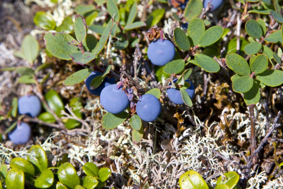 Ягель тундра грибы