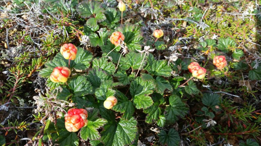 Цветок Алги