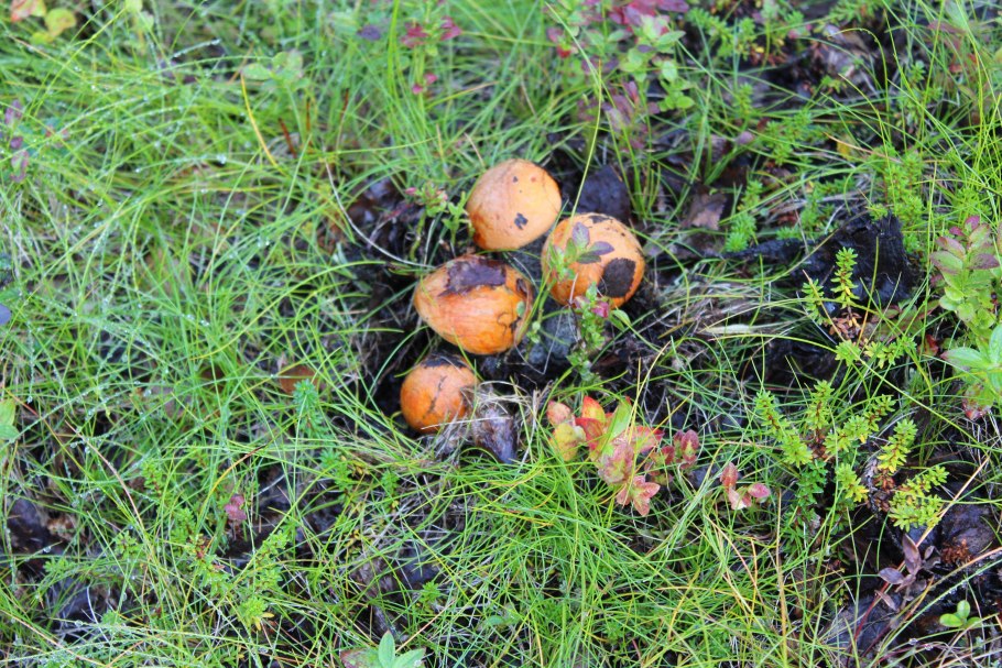 Анадырь растительность