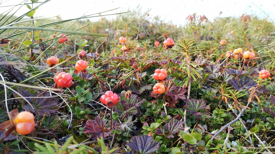 Ямал Морошка