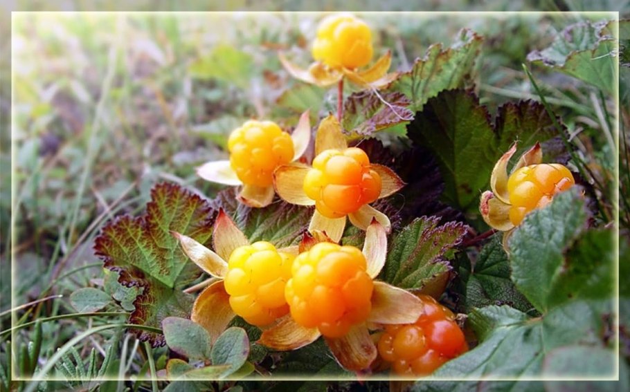 Северная ягода брусника