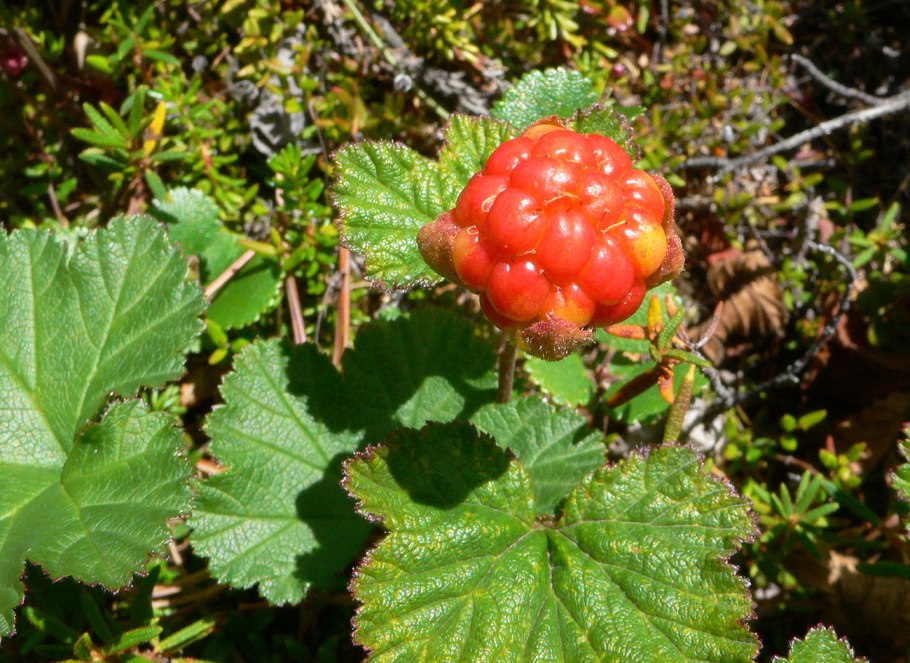 Флора острова Врангеля грибы